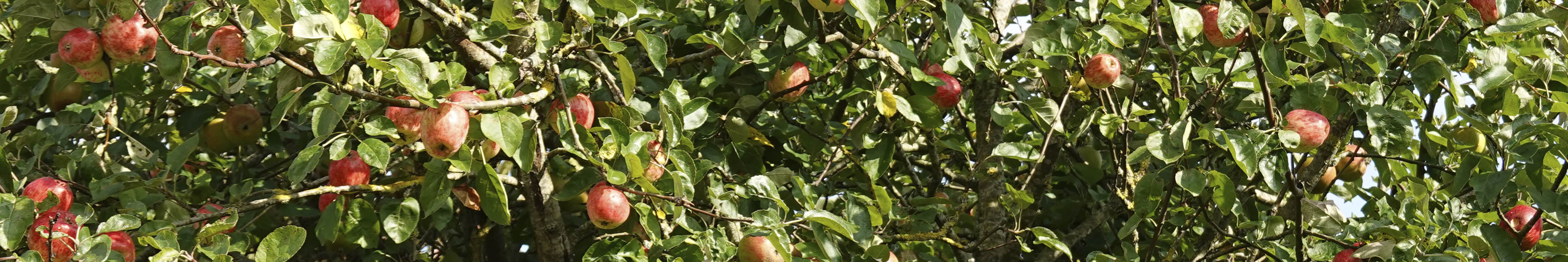 Guldborg �bletr�