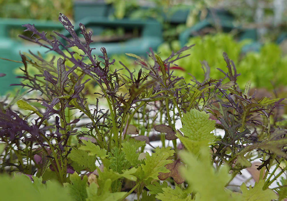 Efter�rss�et bladgr�nt