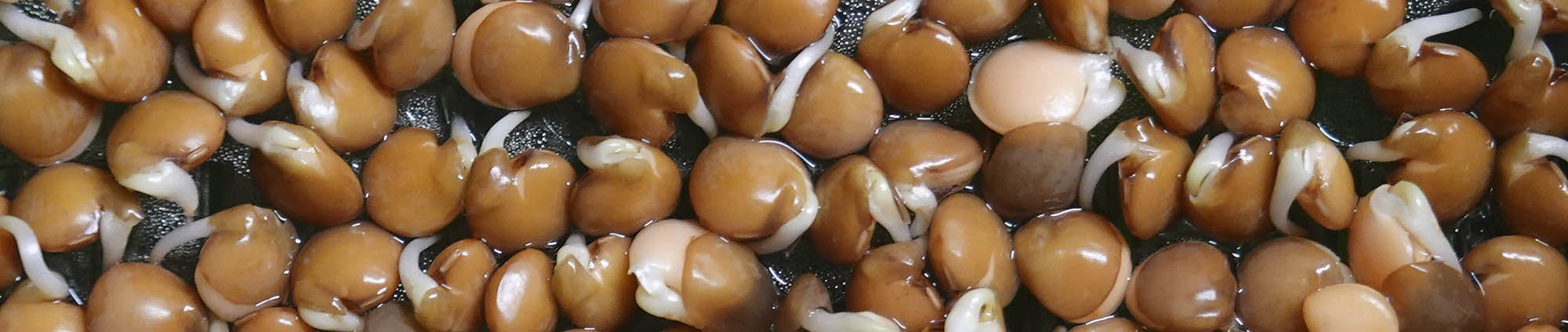 R�d linse, Lens culinaris