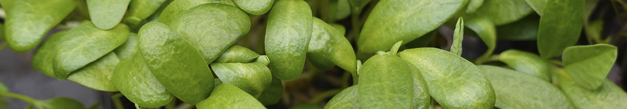 Bukkehorn mikrokr�nt