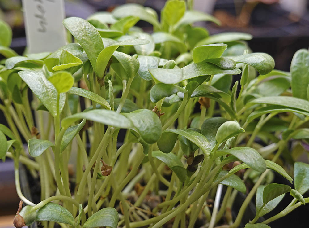 Bukkehorn mikrokr�nt