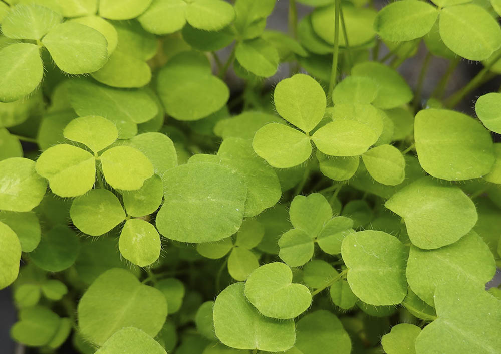 R�dkl�ver mikrogr�nt