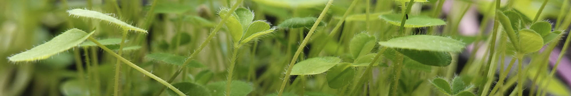 R�dkl�ver mikrogr�nt