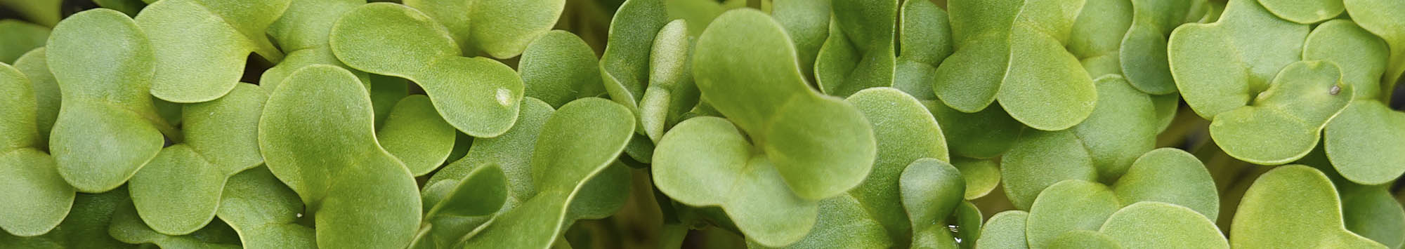 Broccoli mikrogr�nt