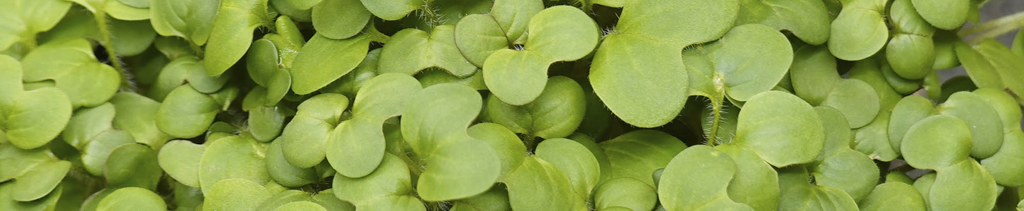 Gul sennep mikrogr�nt