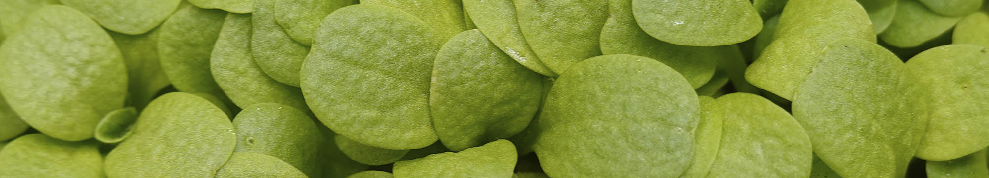 Endivie mikrogr�nt