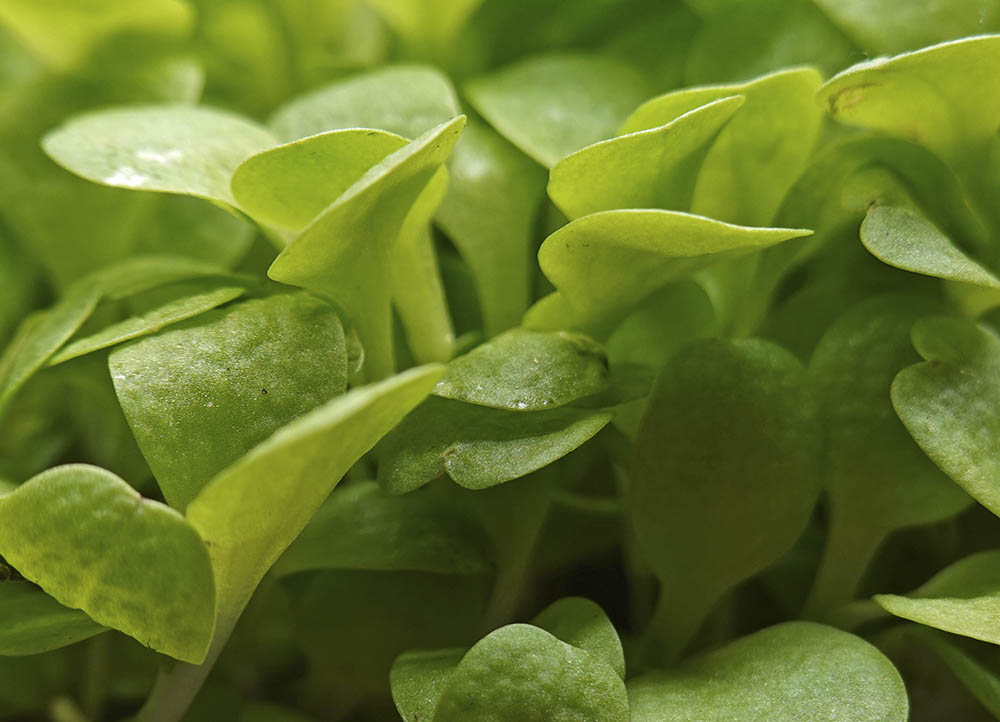 Endivie mikrogr�nt