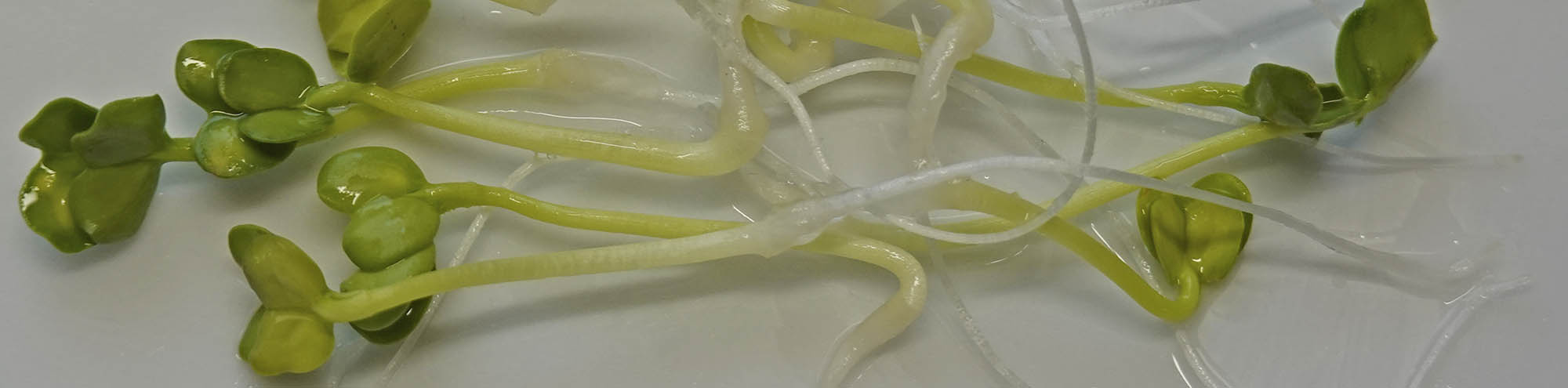 Japanr�ddike spirer