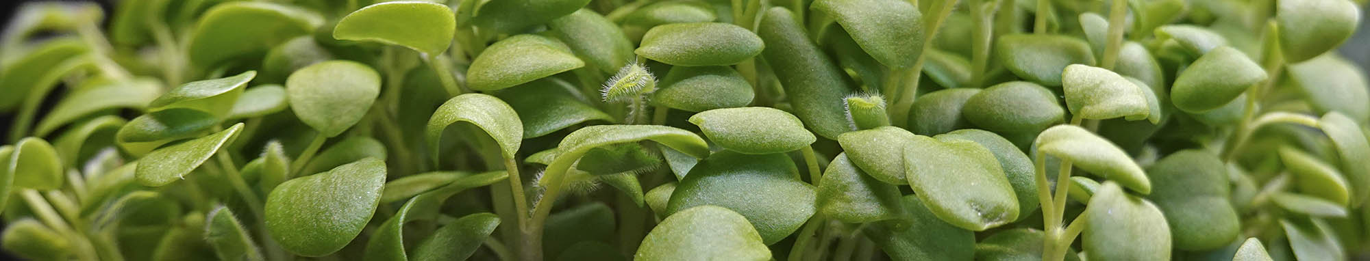 Hvidkl�ver mikrogr�nt