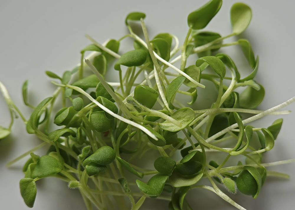 Hvidkl�ver mikrogr�nt