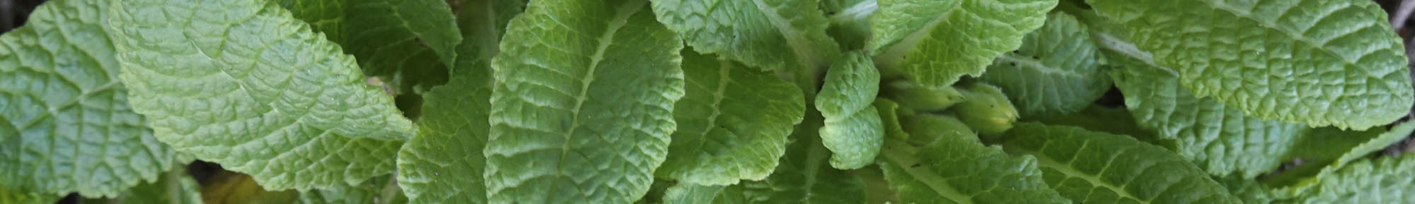 Storblomstret kodriver blade