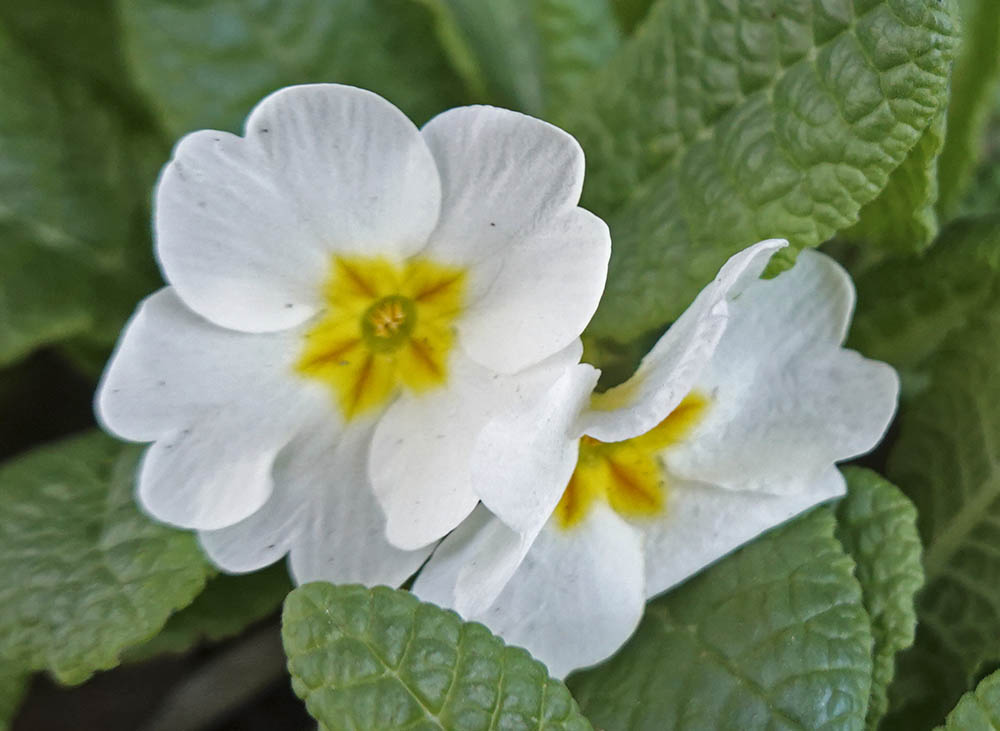 Storblomstret kodriver blomster