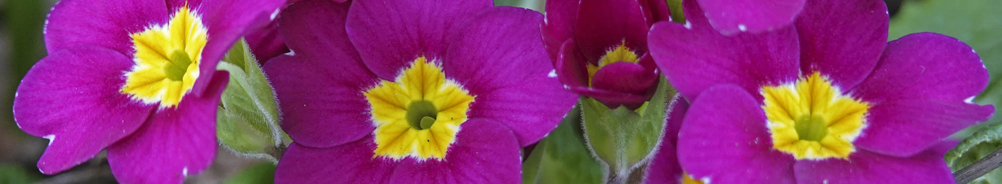 Storblomstret kodriver blomster