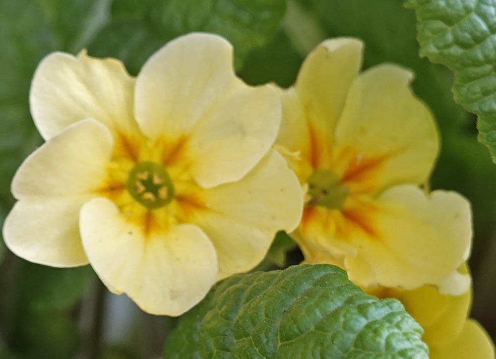 Storblomstret kodriver blomster