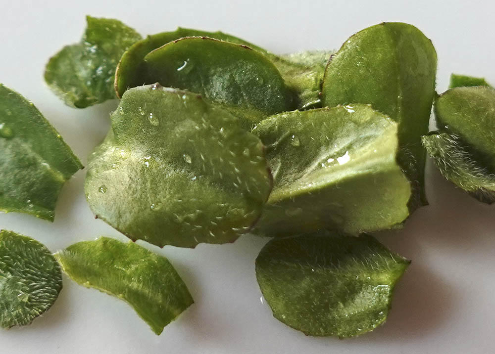 Bellis tusindfryd blade