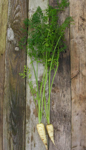 Gulerod, K�ttiger R�ebli