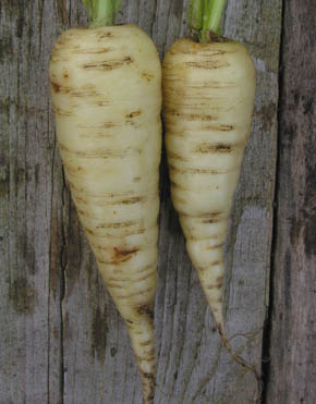 Gulerod, K�ttiger R�ebli