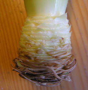 R�dder p� ananas top