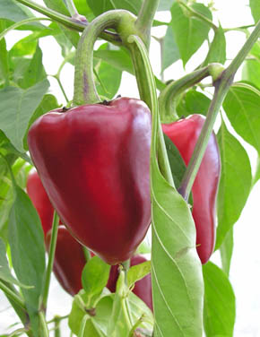 Chili Purple Jalape�o