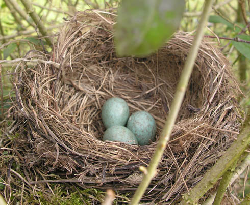 Solsorte rede med �g