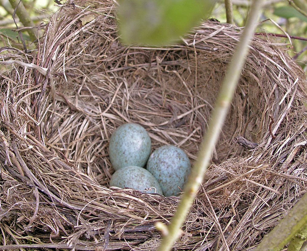 Solsorte rede med �g