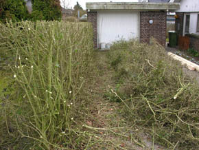 Barberet ligusterh�k