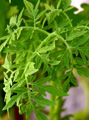 Blade p� Silvery Fir Tree