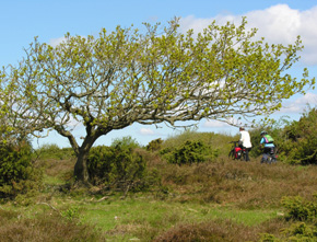 P� cykeltur p� Liv�