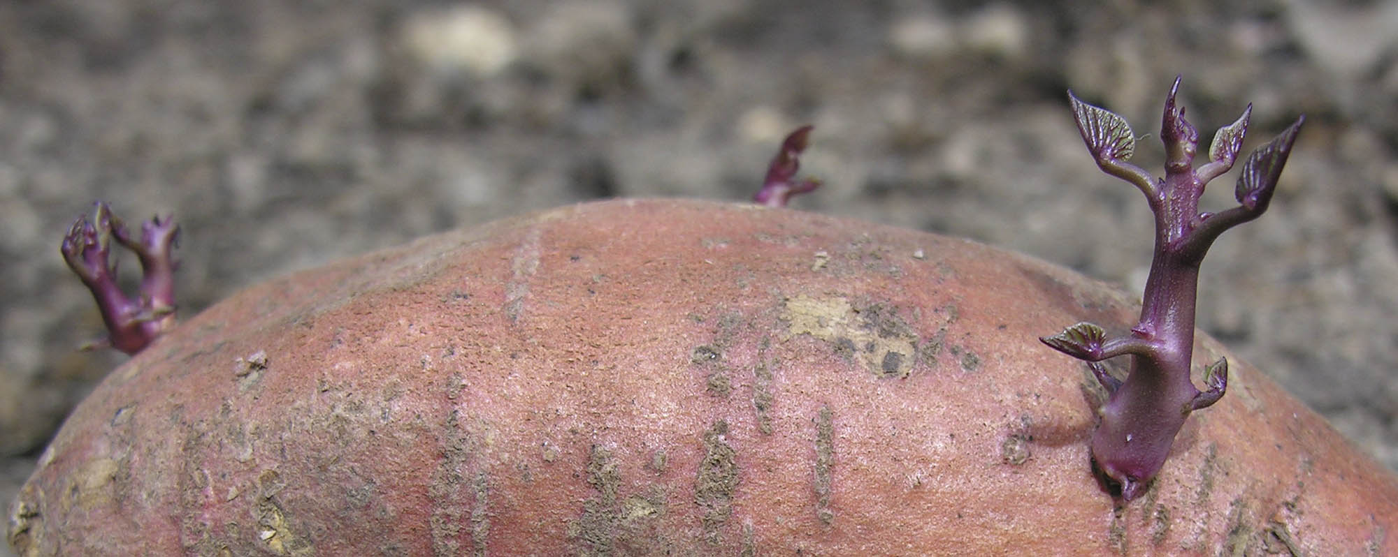 Batat, s�d kartoffel, Ipomoea batatas.