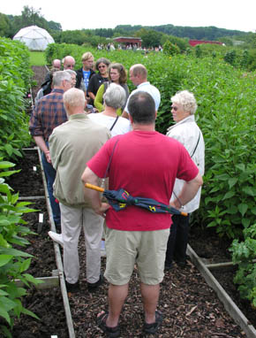 Rundvisning om gamle k�kkenurter