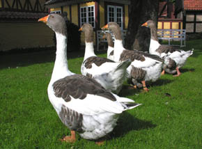 G�ssene p� gr�s i Den Gamle By