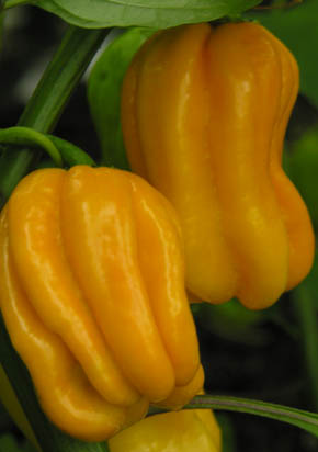 Chili Yellow Haba�ero