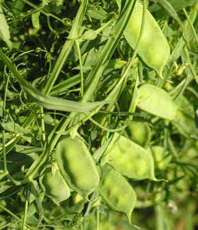 Vilde �rter fra Umbrien