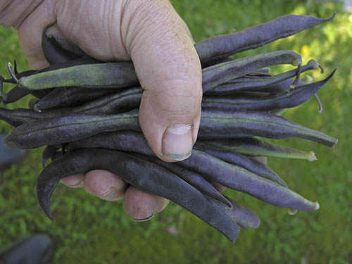 B�nner Purple Teepee