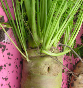 Gulerod med us�dvanligt bredt bladh�fte