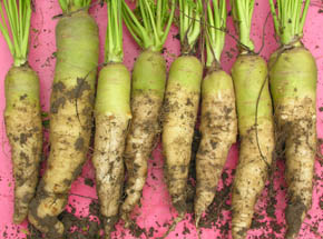 Blance � Collet Vert