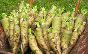 Blance � Collet Vert