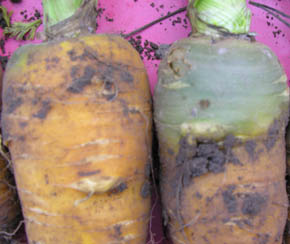 Gr�n nakke eller ej?