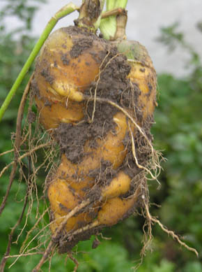 To r�dder snoet om hinanden.