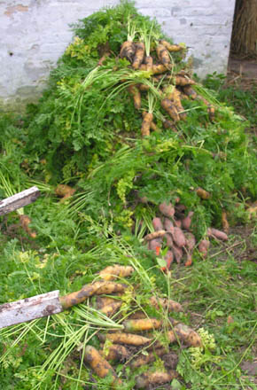 Kasserede guler�dder