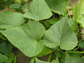 Batat, s�d kartoffel, Ipomoea batatas.