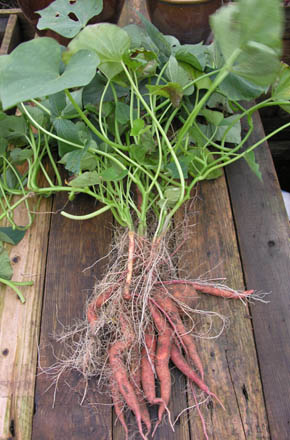 Batat, s�d kartoffel, Ipomoea batatas.