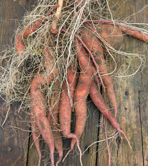 Batat, s�d kartoffel, Ipomoea batatas.