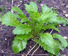 Bladgr�nt i januar