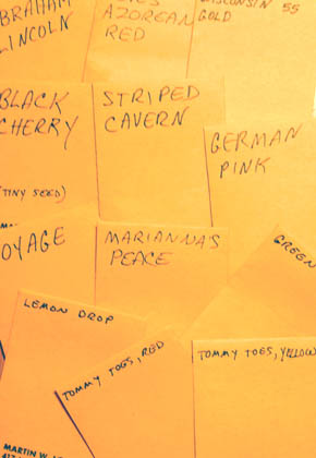 Tomatfr� fra Martin