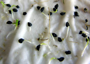 Spirepr�ve, porre Musselburgh.