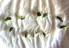 Spirepr�ve Achocha.