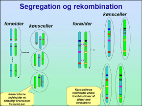 Genetik for gr�sr�dder