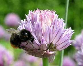 Bi i purl�gsblomst