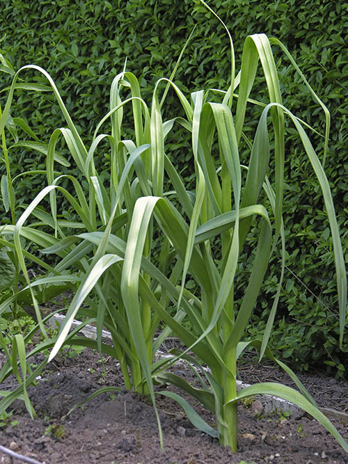 Babington porrel�g, Babington�s Leek